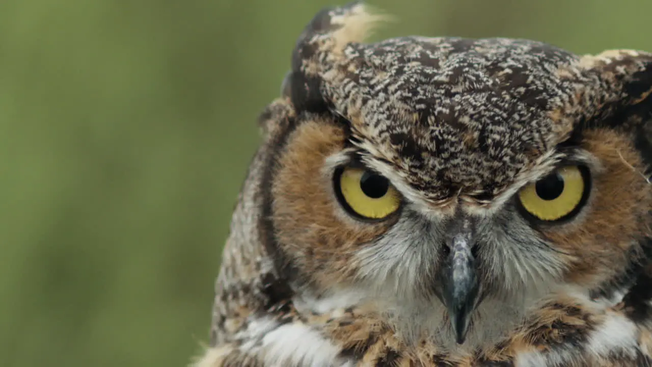 Negative space great horned owl on forest background