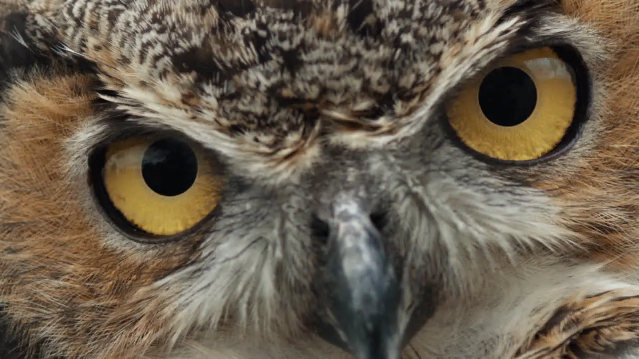 Great horned owl eyes blinking extremely slowly