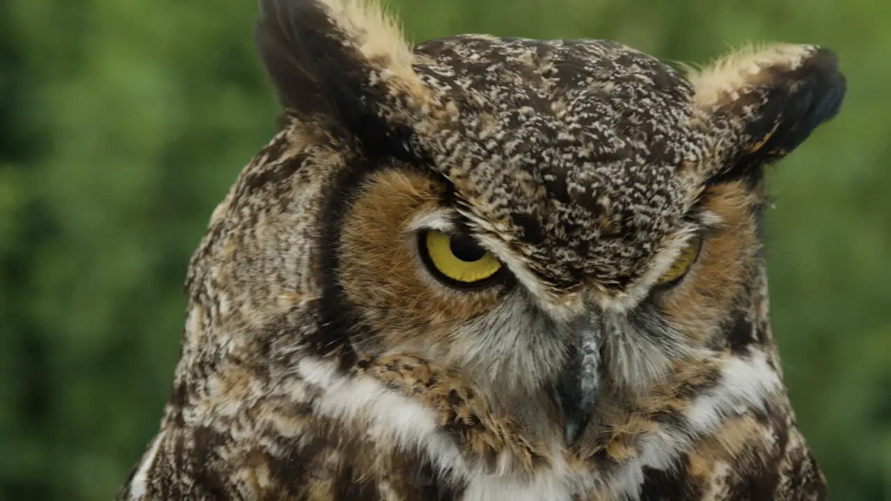 Pan across great horned owl face