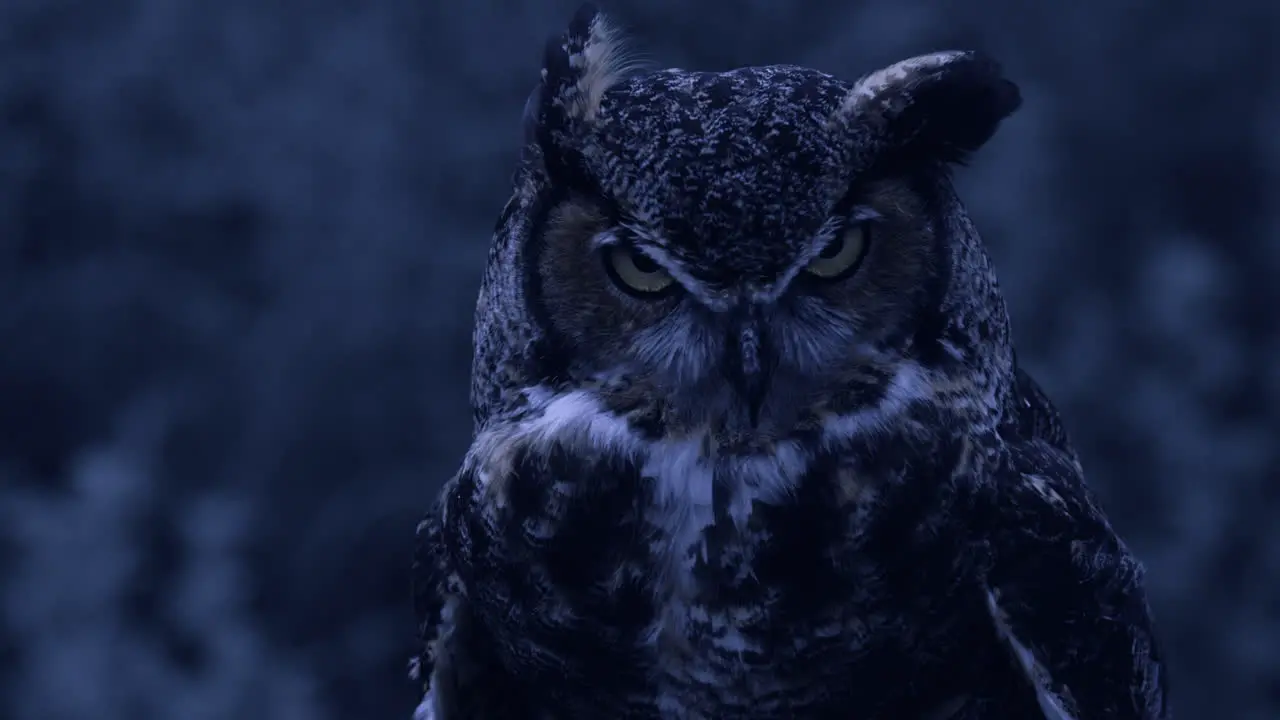 Evening owl in the forest looking around great horned owl