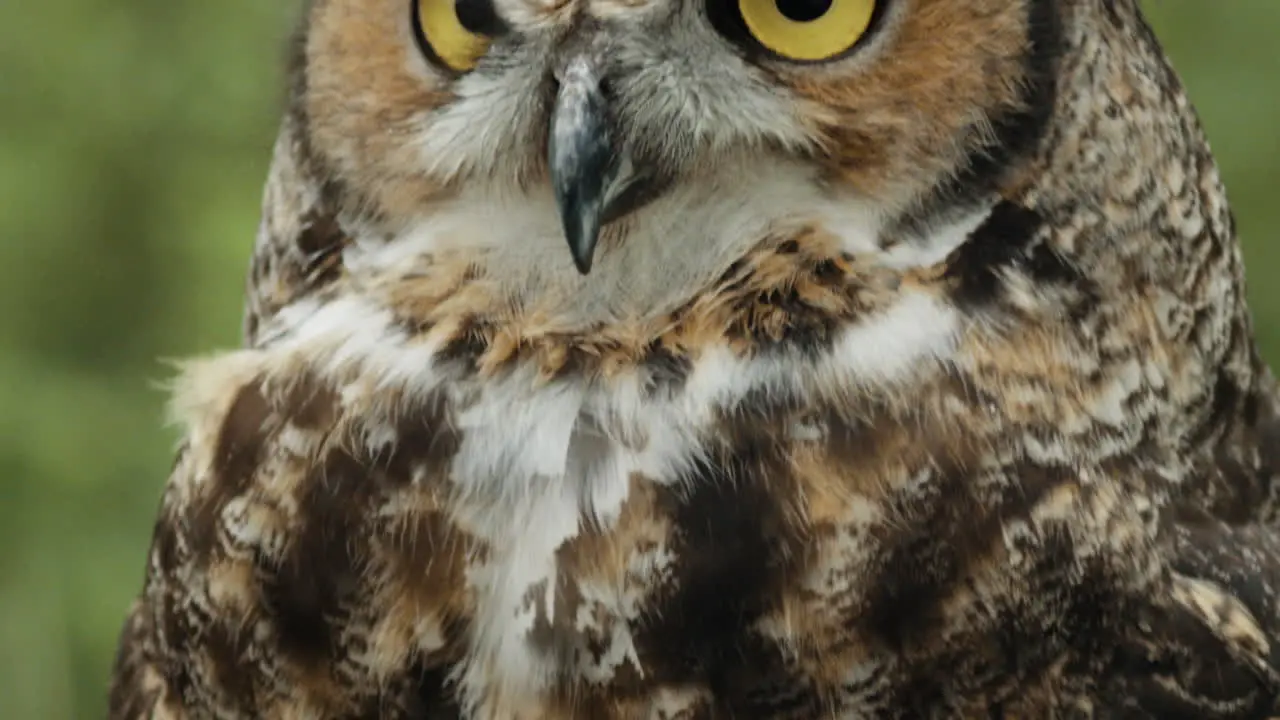 Tilt up great horned owl on forest background