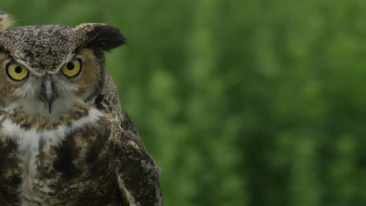 Panning shot of great horned owl close up