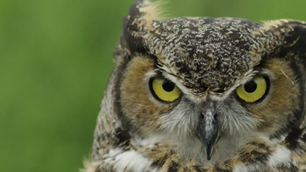 Great horned owl close up extreme slow motion eye blink