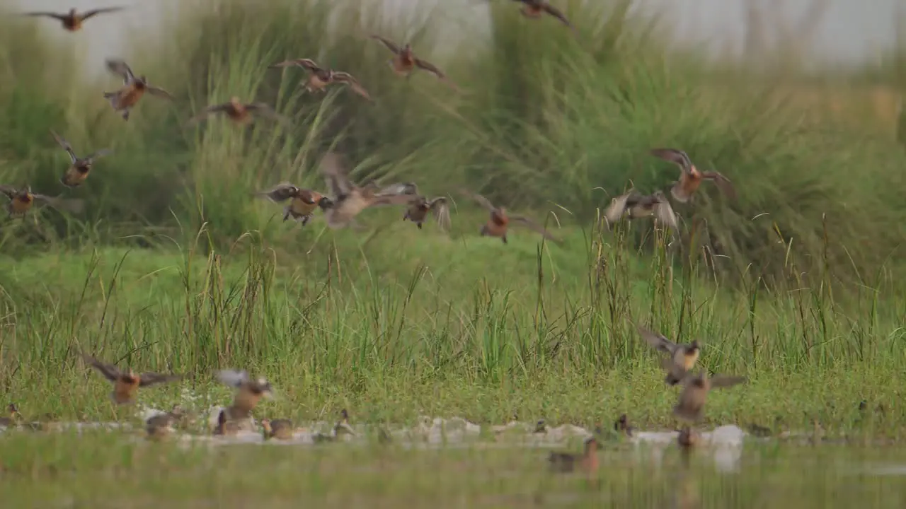 Flock of birds Flying in morning over Wetland area