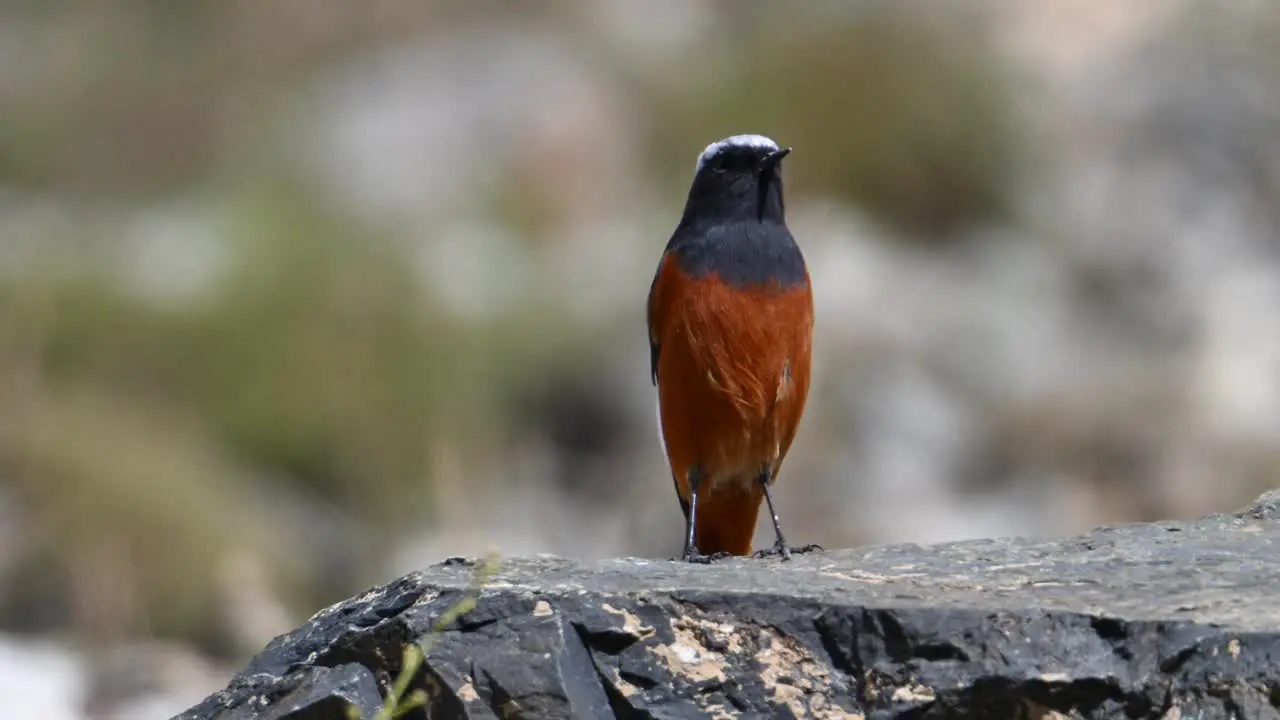 White-capped redstart-Chaimarrornis leucocephalus Closeup in Morning