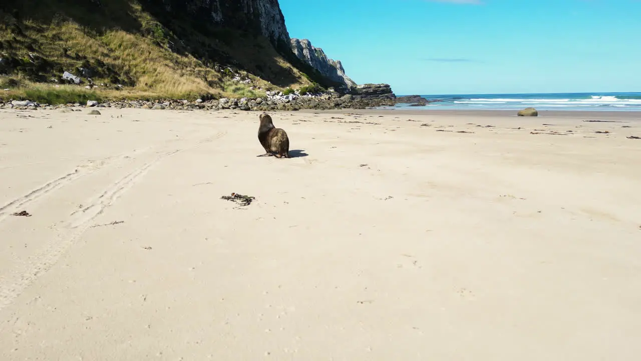 sea lion running on the beach in Parakanui bay