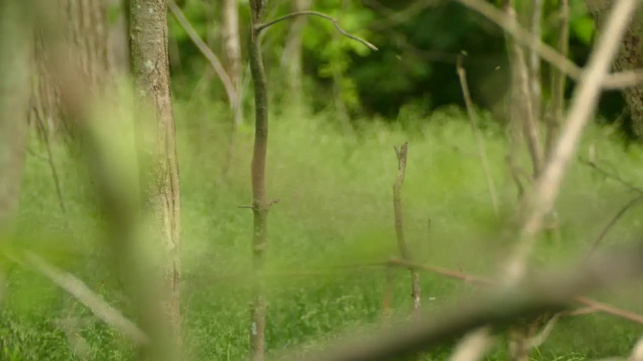 White tailed deer looking towards camera before walking out of frame