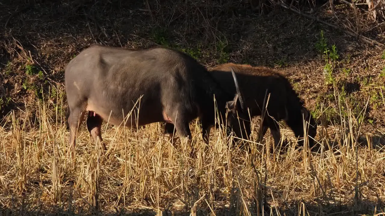 Grazing in a rice field as the camera zooms out Water Buffalo Bubalus bubalis Thailand