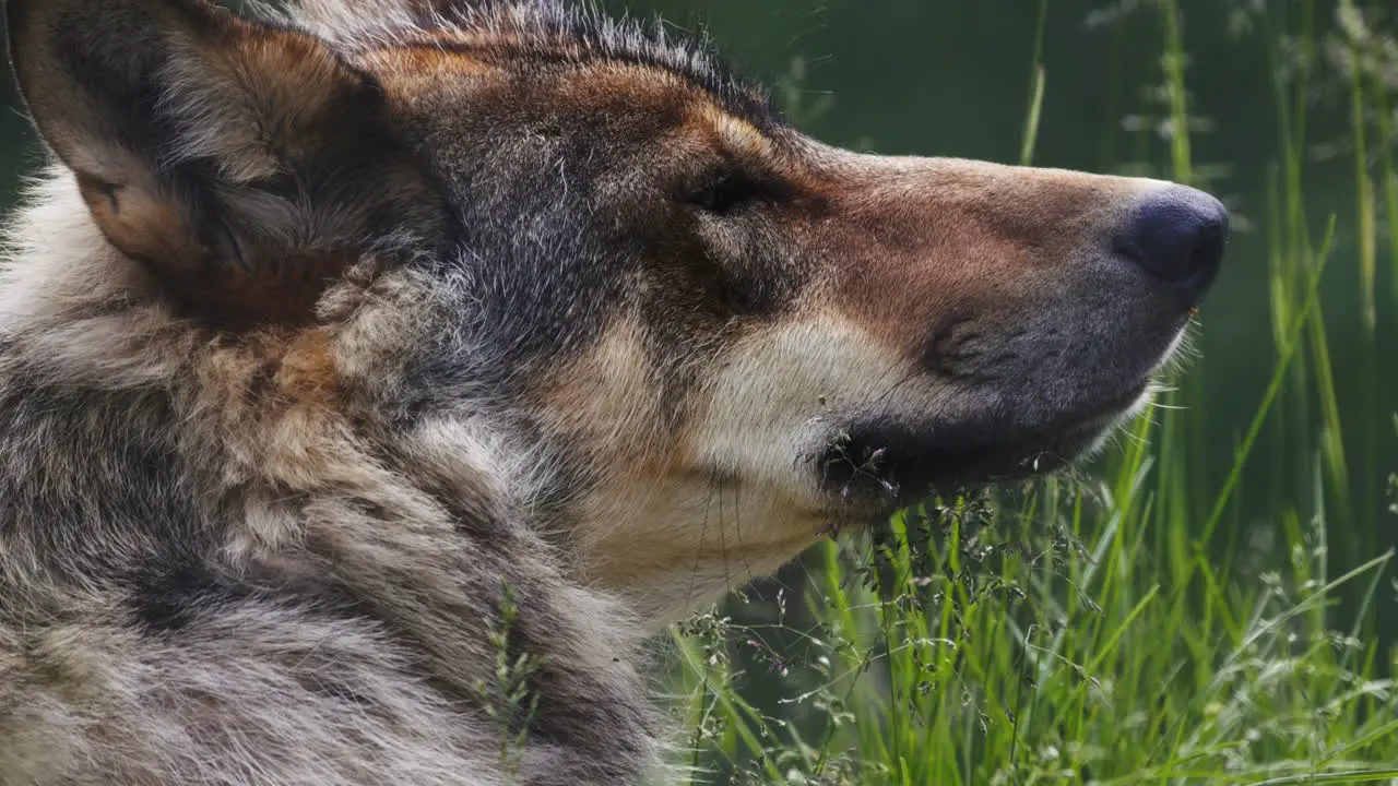 closeup of Wolf face lying on grass and sniffing in slowmotion