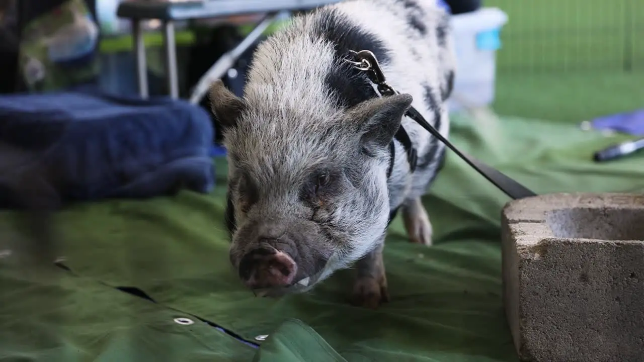 Pot-Bellied Pig Leashed at Indoor Petting Zoo