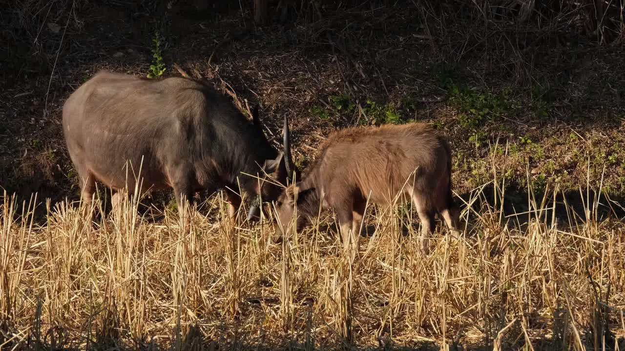 Grazing buffaloes with one exiting to the right side of the frame Water Buffalo Bubalus bubalis Thailand