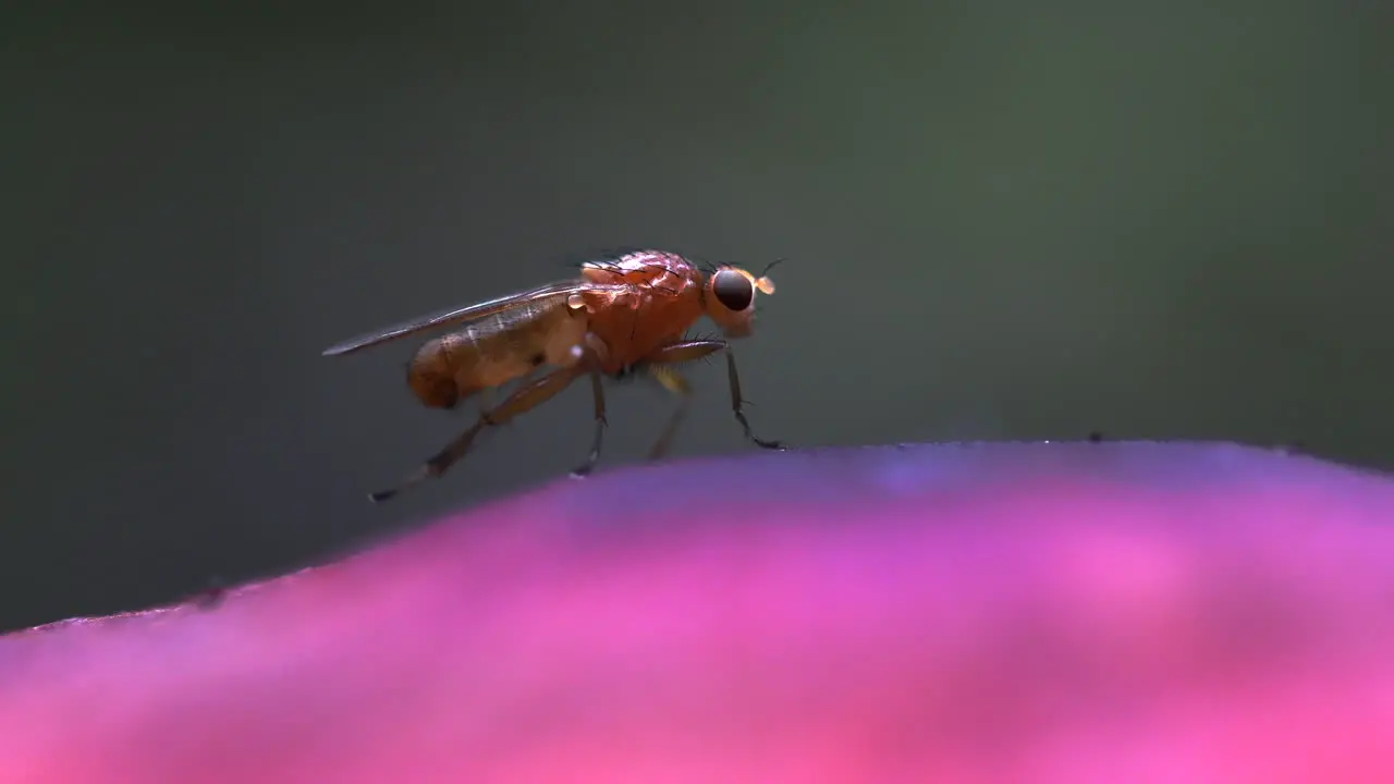 Macro video of a very small fly rubbing hind legs on a pink mushroom