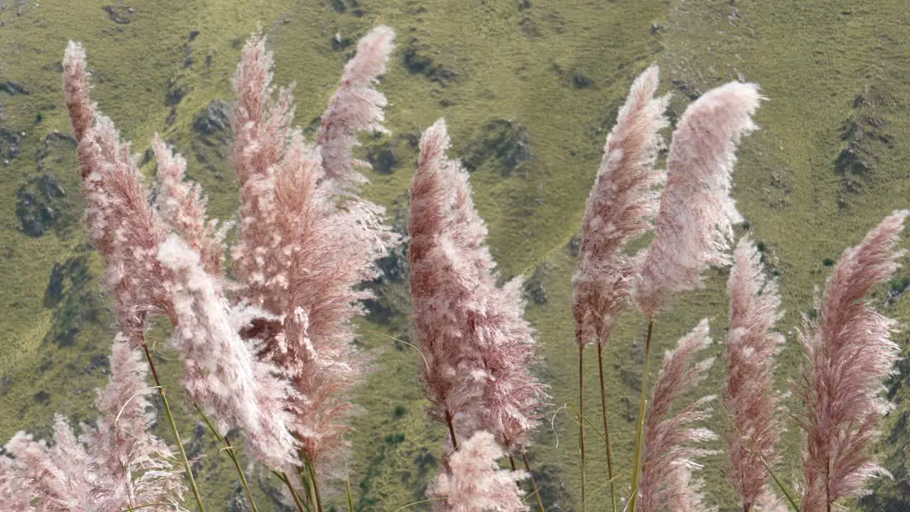 pampa grass flowers moving gently in a windy day in the mountains