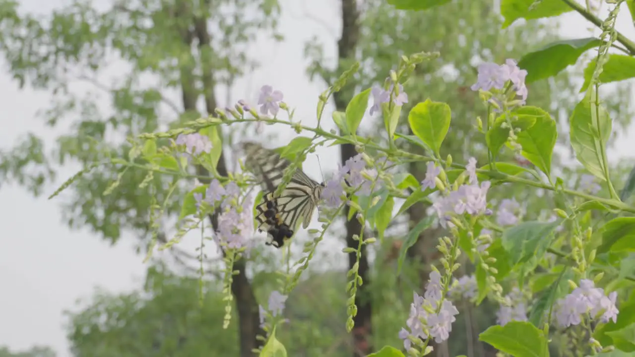 Colorful butterflies busy inside the flowers