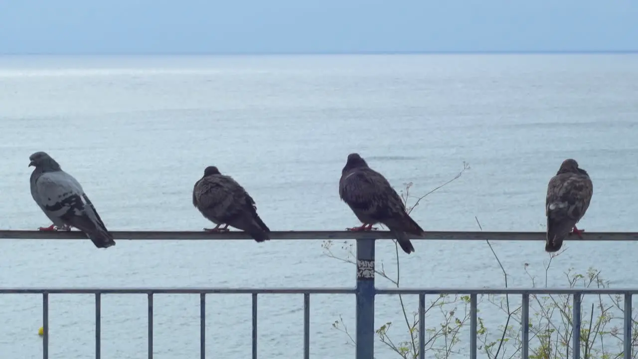 Group of pigeons perched on a railing contemplating the sea