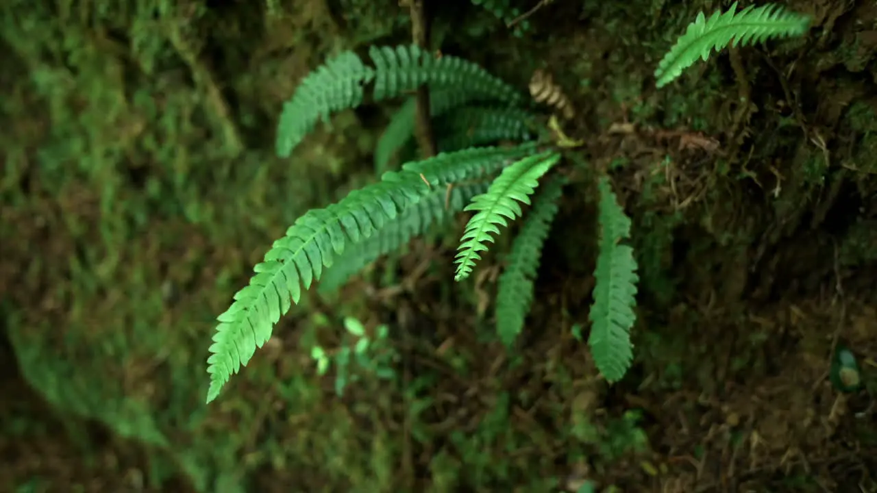 Fern plant growing in the forest -close up orbit