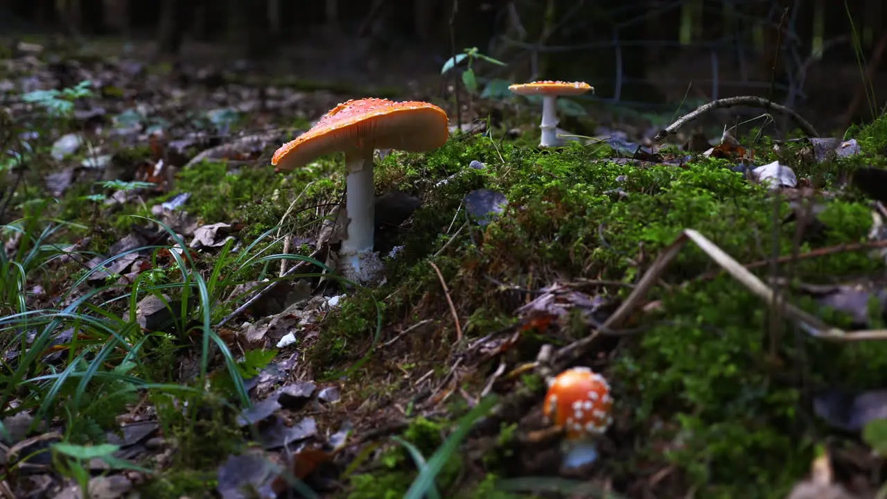 Poisonous toadstools in a mossy wet forest in autumn surrounded by some wet leafes