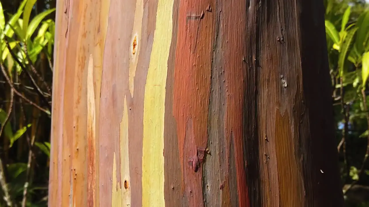 HD Hawaii Kauai slow motion boom down a rainbow eucalyptus tree from trunk to base