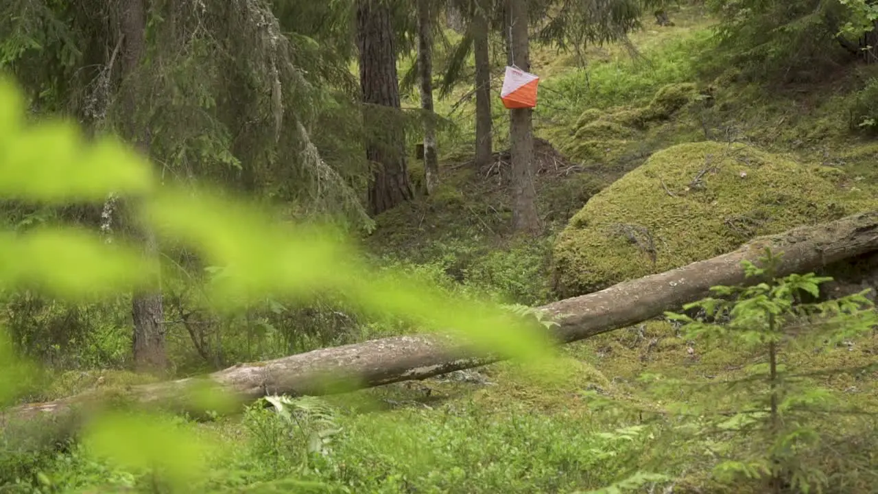 handheld shot of a orienteering checkpoint in a pine forest