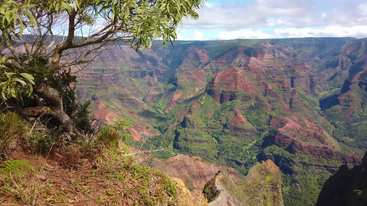 4K Hawaii Kauai boom down from a tree and edge of lookout point in left foreground to reveal more of Waimea Canyon with partly cloudy sky