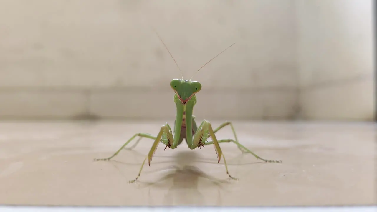 Praying Mantis Staring at the camera first and then does a quick dance