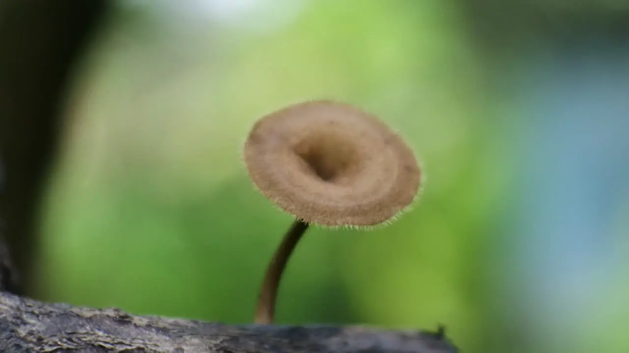 macro mushroom video on nature background toadstools hd video