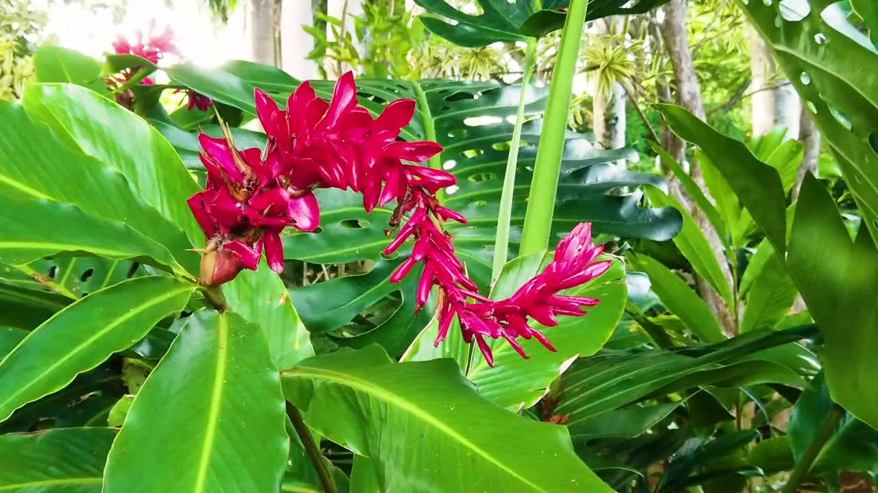 HD Hawaii Kauai handheld static of a red backward 's' shaped flower with large leaves in lush surroundings