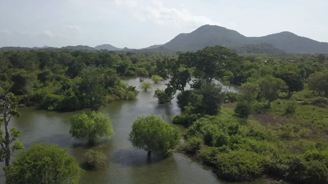 Low marsh aerial flyover of flooded jungle wetland beauty in nature