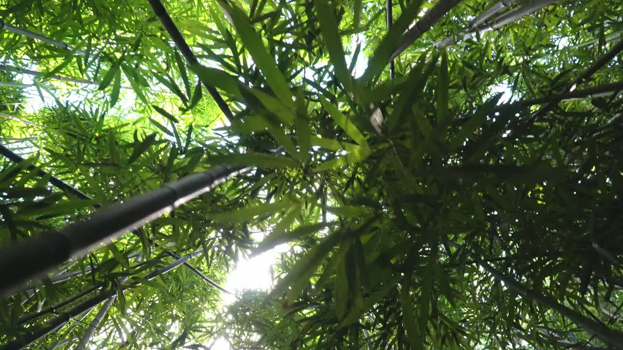 An upward view of a bamboo forest with beautiful lines created by the bamboo