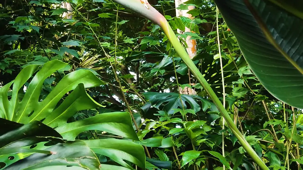 HD Hawaii Kauai boom up from a large leaf to a bird of paradise flower in lush surroundings