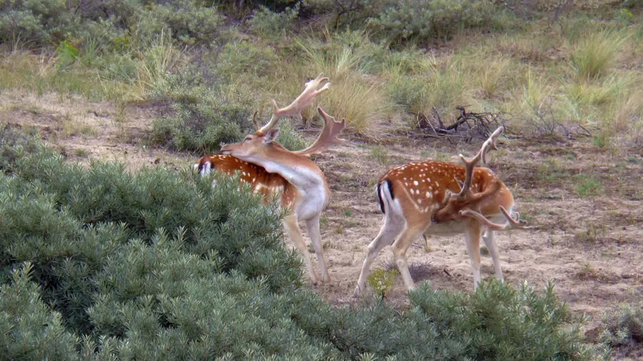 Two male fallow deer with large antlers scratch and lick their fur