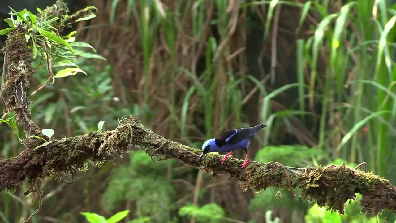 A beautiful bright blue head and bellied male Red-legged Honeycreeper perched on a tree branch then flying away Wide shot