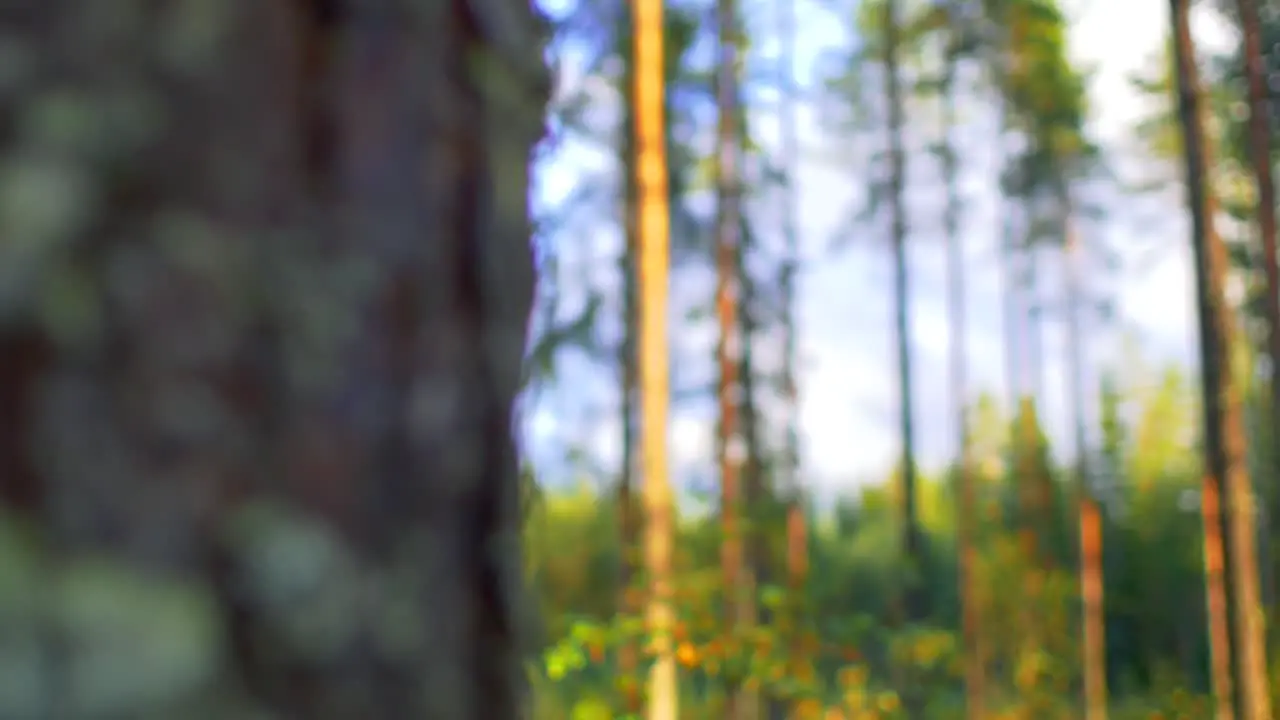 DOF from tree trunk to Conifer Trees in Ruovesi Finland