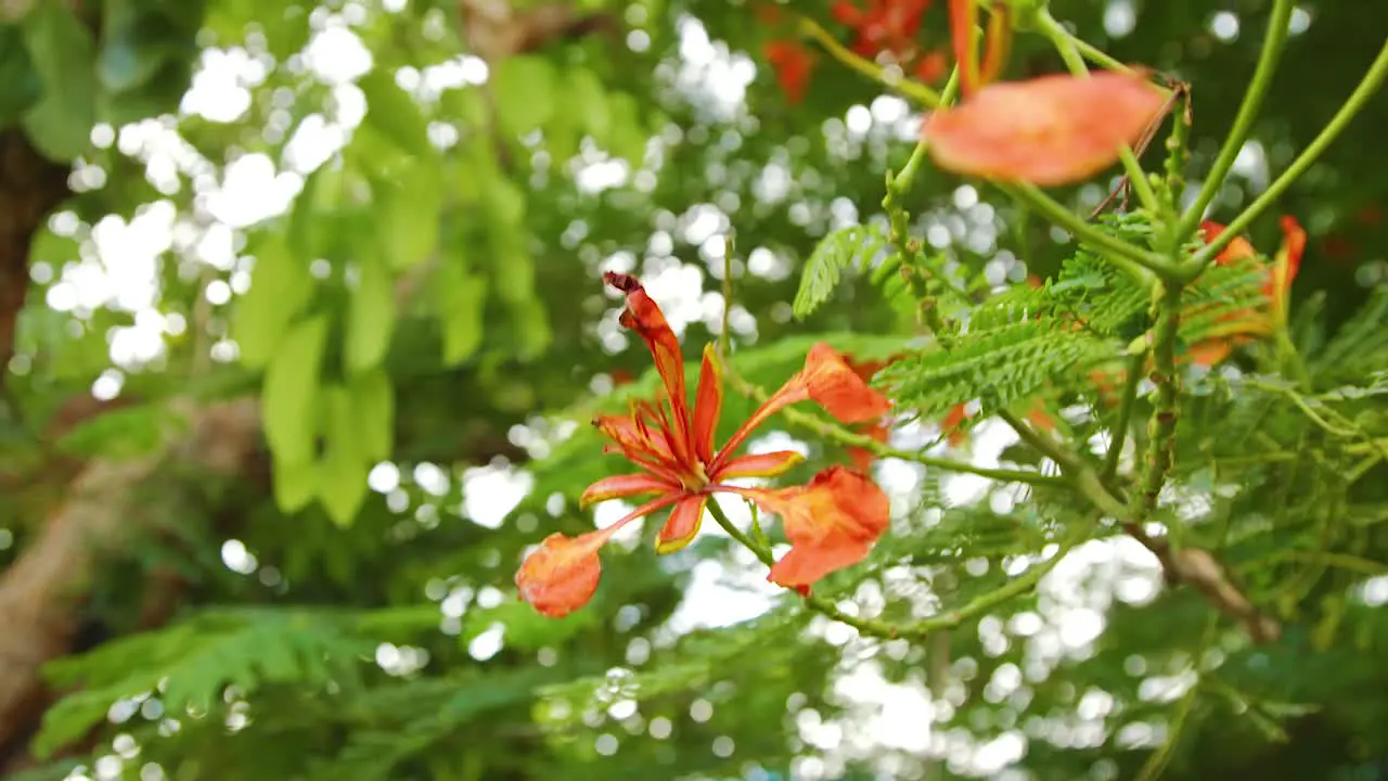 Beautiful red flowers on a healthy green Huacachina tree in Curacao Tilt up