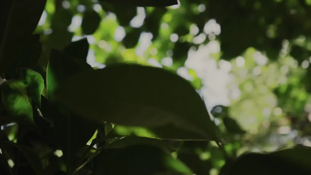 Sunlight passing through the leaves