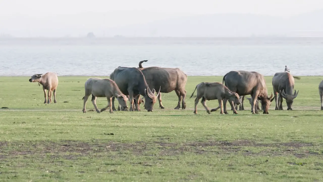 Tranquil Green Grassland with Herd of Buffalo Capturing the Beauty of Rural Wildlife