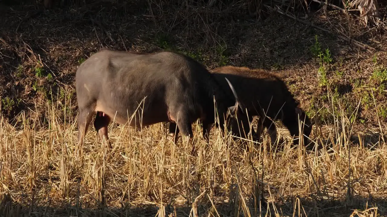 Before exiting to the right side of the frame female buffalo and its calf were grazing in the field Water Buffalo Bubalus bubalis Thailand