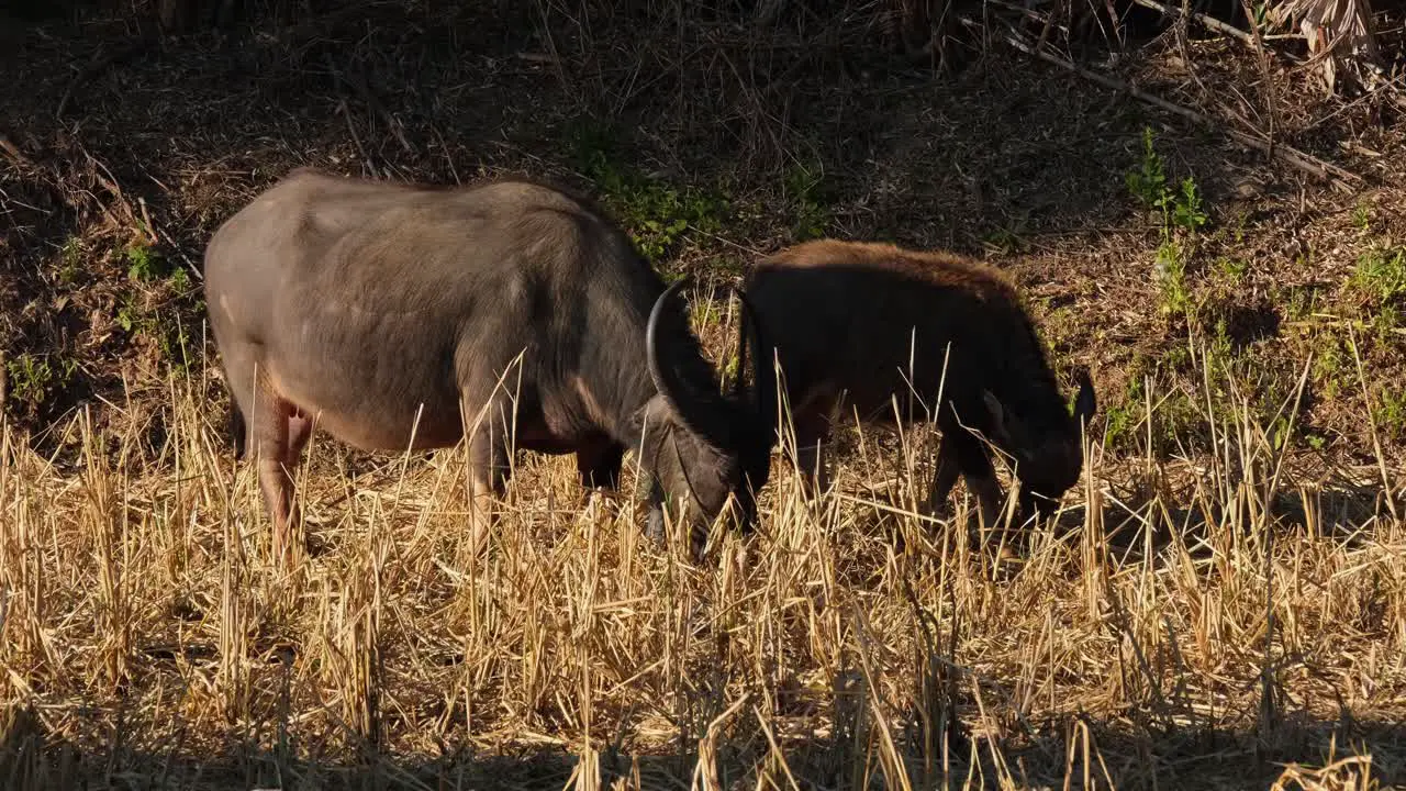 Mother and calf grazing in the rice field Water Buffalo Bubalus bubalis Loei Thailand