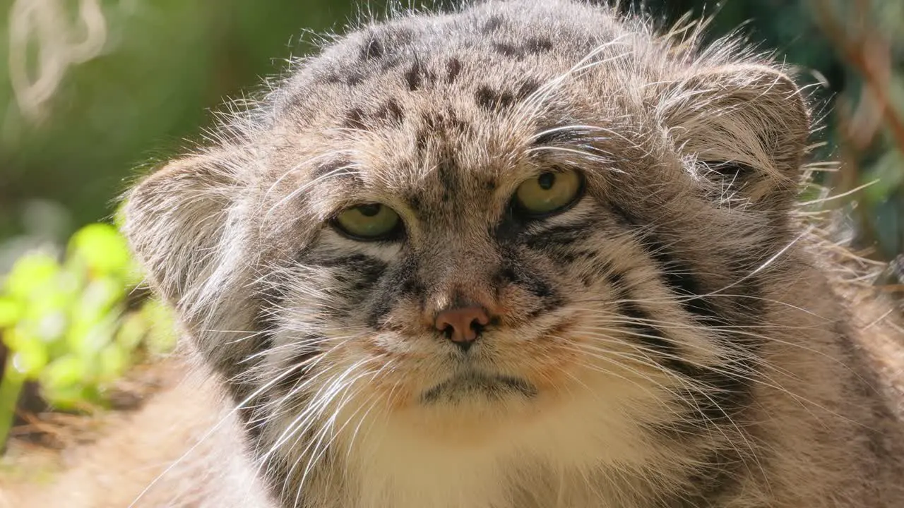 Pallas's cat (Otocolobus manul) also known as the manul is a small wild cat with long and dense light grey fur and rounded ears set low on the sides of the head