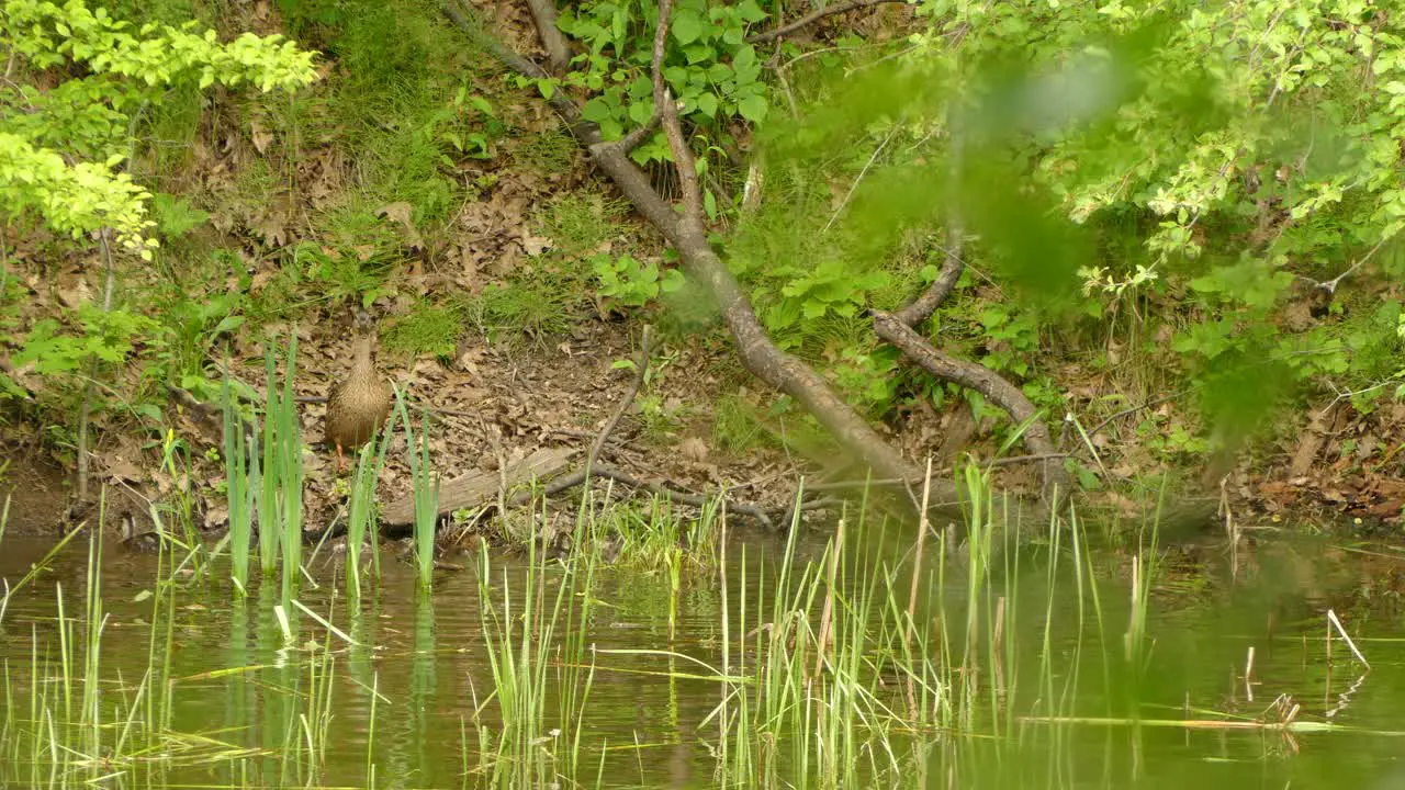 A family of mallards on their way up out of a pond to safe ground