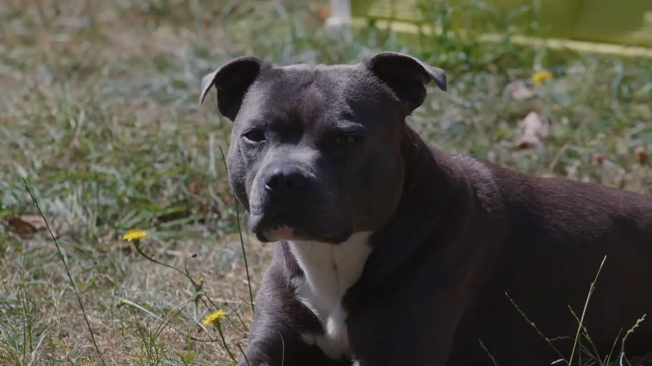 Staffordshire Bull Terrier Dog Sitting on Grass Slow Motion