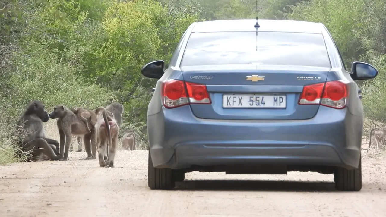 Tourist Driving Car on Busy Dirt Road With Monkeys Driver Taking Photos Kruger National Park