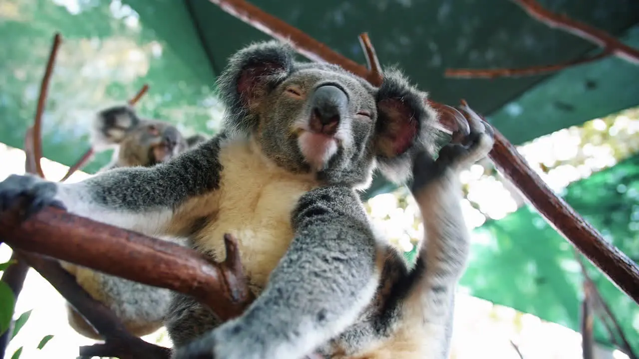 Koala Scratching His Ears While On An Artificial Tree Branch At Animal Zoo Park