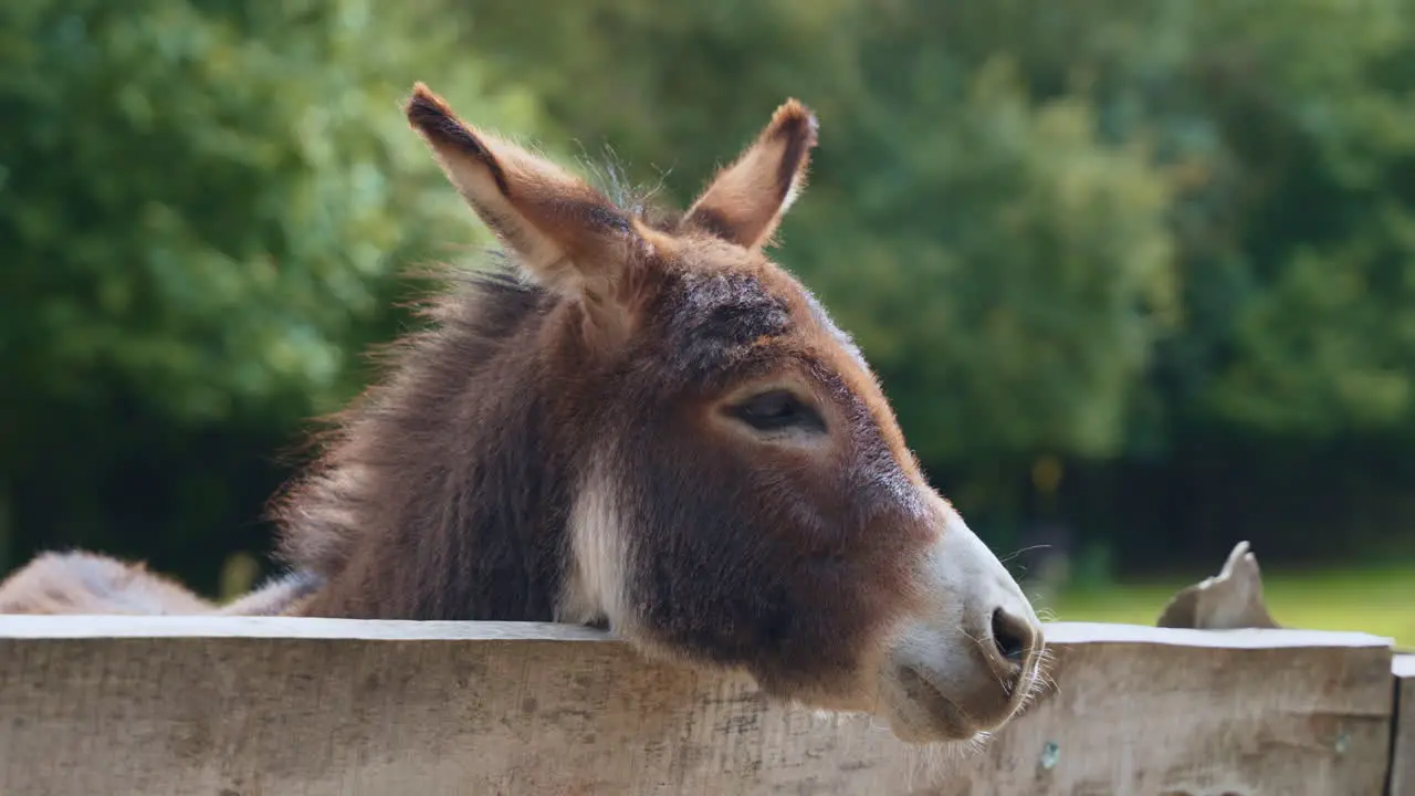 North American Donkey Lean Head on Wooden Outdoor Enclosure Fence in a Farm slow motion