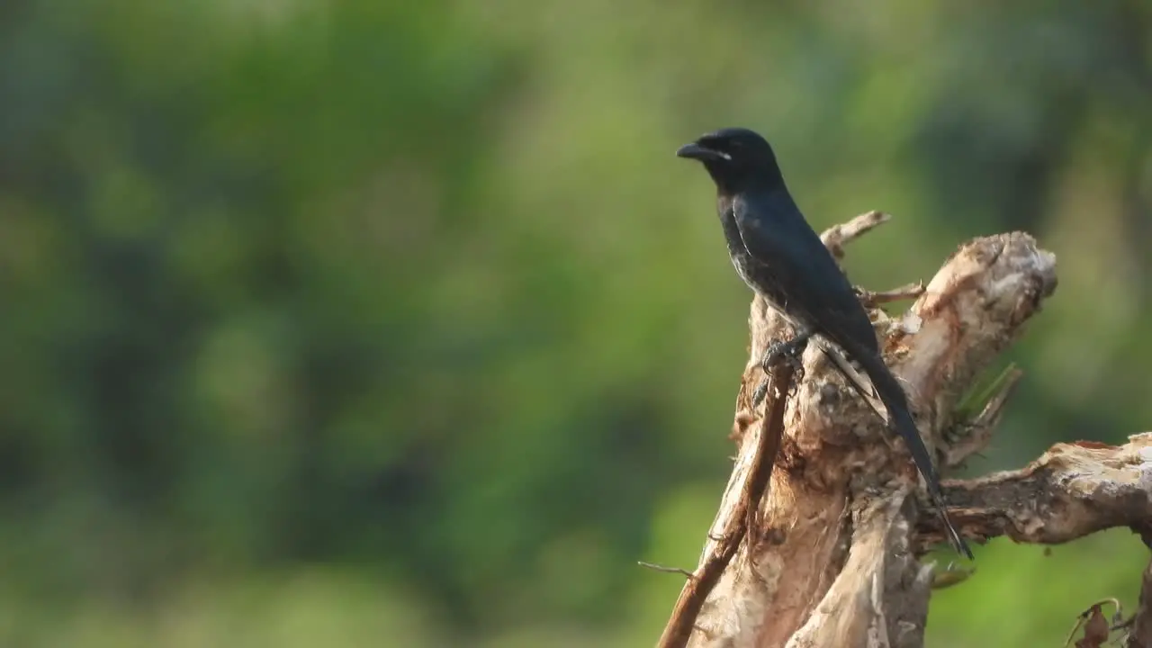 Black Drongo -in tree- black fathers glossy 