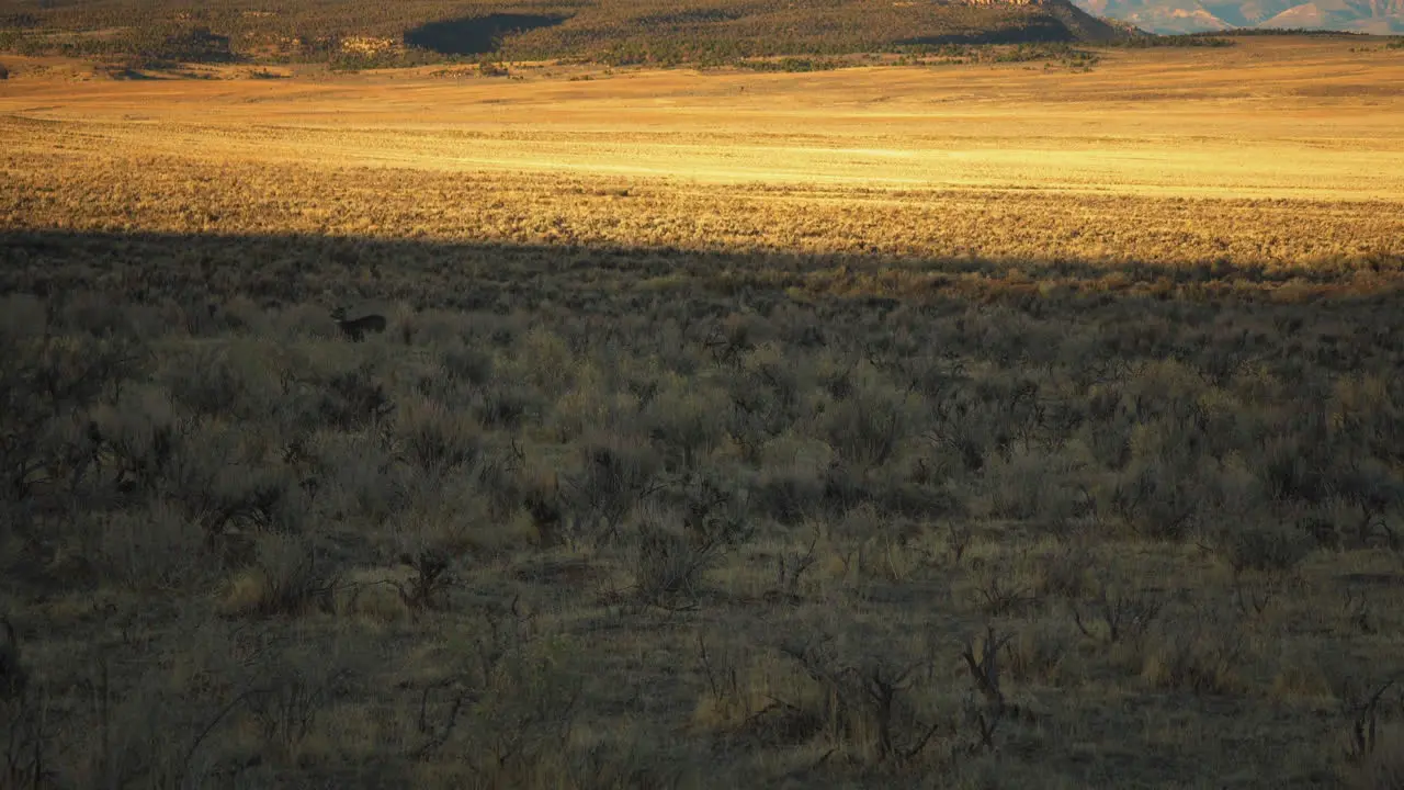 A herd of deer walk through a meadow