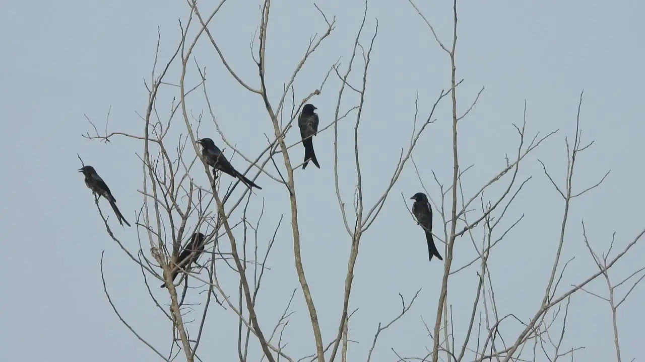 Black Drongo -birds in tree relaxing 