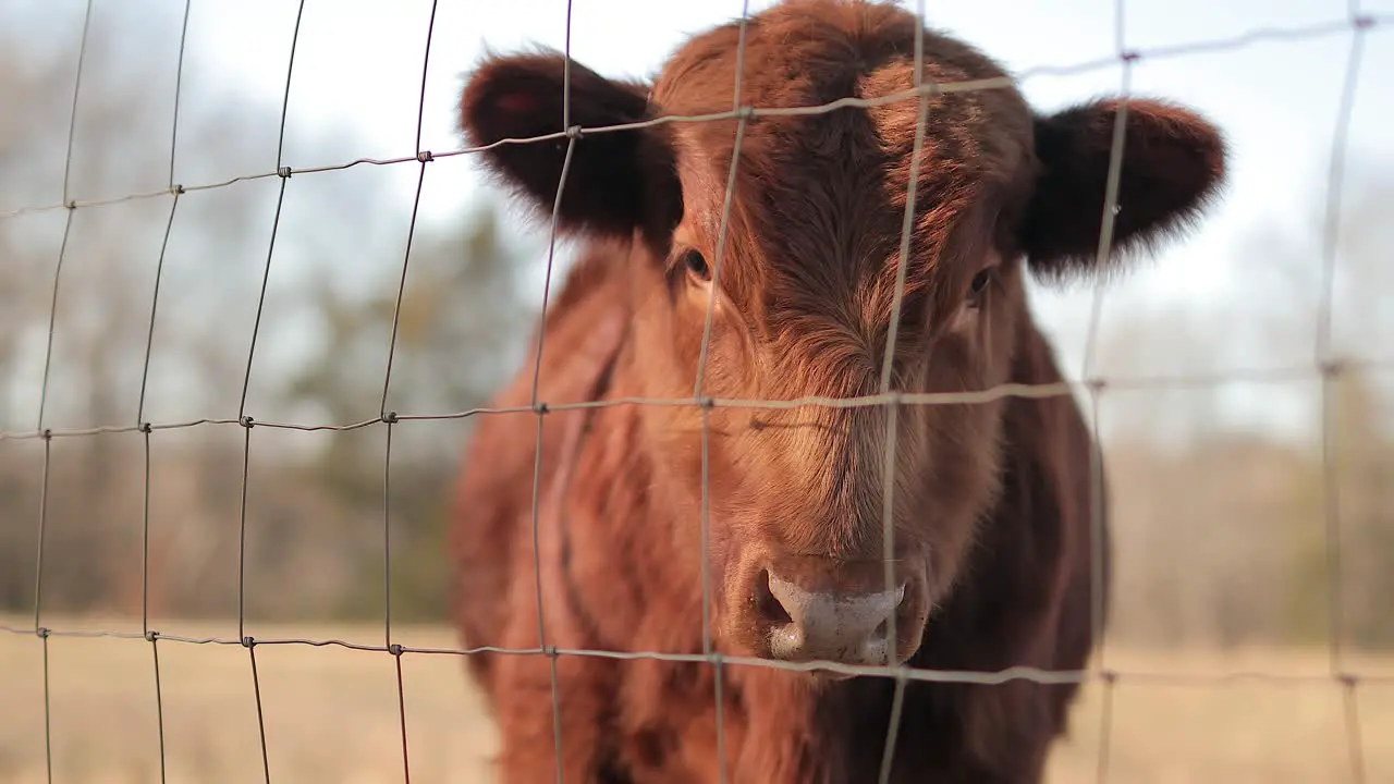 4K Cow In Grassy Field Tight Slider Shot