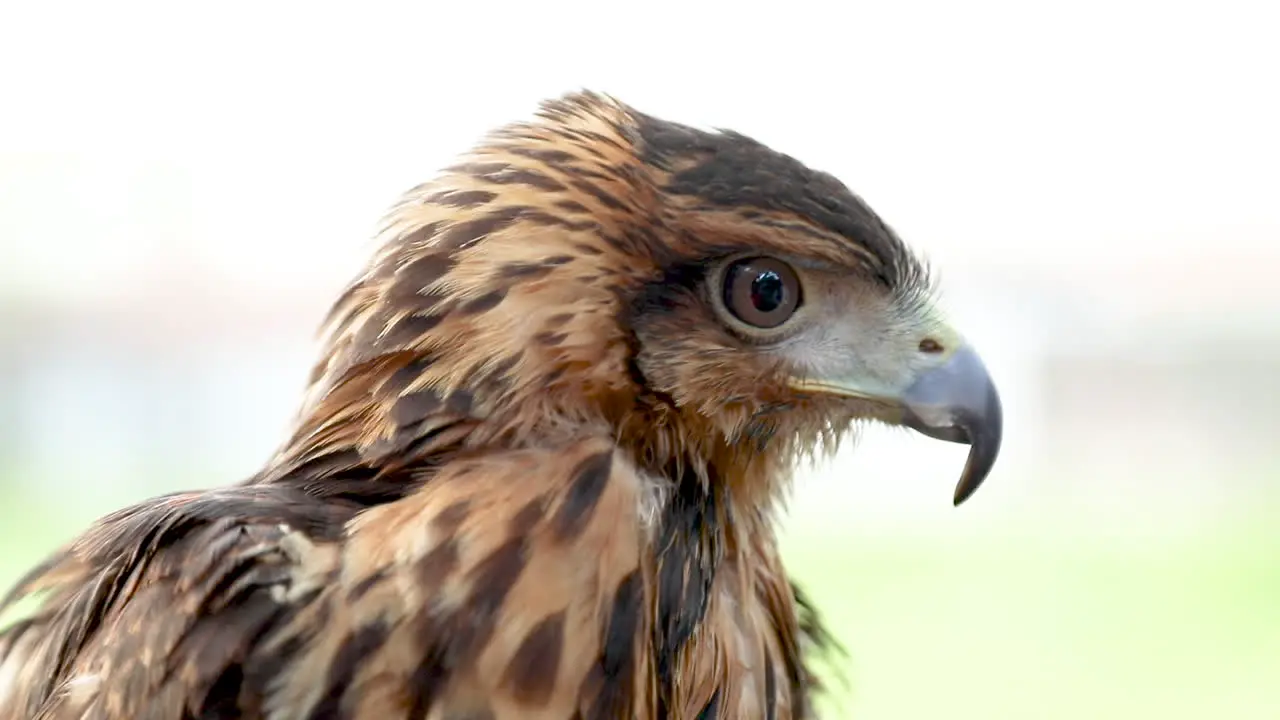 Harris's hawk  formerly known as the bay-winged hawk or dusky hawk and known in Latin America as peuco is a medium-large bird of prey