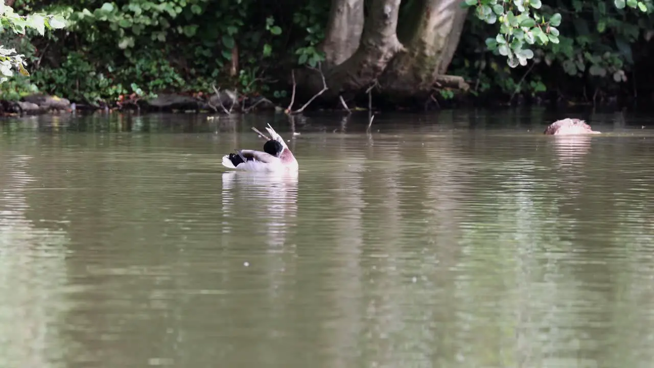 Mallard sits in the water and cleans itself in slow motion